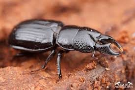 Attēlu rezultāti vaicājumam “Ceruchus chrysomelinus”