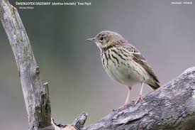 Attēlu rezultāti vaicājumam “Anthus trivialis”
