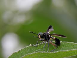 Attēlu rezultāti vaicājumam “Conopidae”