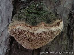 Attēlu rezultāti vaicājumam “Phellinus pini”