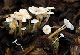 Attēlu rezultāti vaicājumam “Collybia tuberosa”