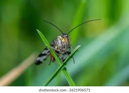 Attēlu rezultāti vaicājumam “Panorpa communis imago”