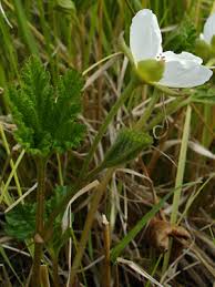 Attēlu rezultāti vaicājumam “Rubus chamaemorus flower”