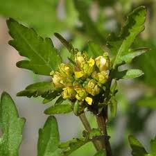 Attēlu rezultāti vaicājumam “Rorippa palustris leaf”