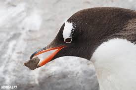 Image result for penguin