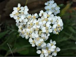Attēlu rezultāti vaicājumam “Achillea millefolium flower”
