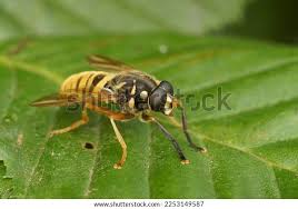 Attēlu rezultāti vaicājumam “Temnostoma vespiforme”