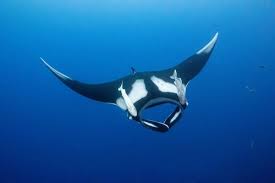 Image result for Scylliogaleus quecketti