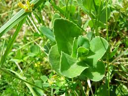 Attēlu rezultāti vaicājumam “Hylotelephium maximum”