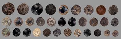 Attēlu rezultāti vaicājumam “Chenopodium polyspermum fruit”