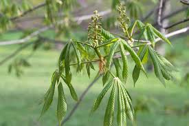 Attēlu rezultāti vaicājumam “Aesculus flava”