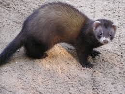 Attēlu rezultāti vaicājumam “Mustela putorius”