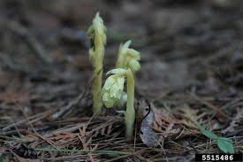 Attēlu rezultāti vaicājumam “Monotropa hypopitys fruit”
