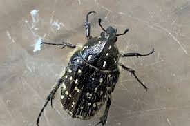 Attēlu rezultāti vaicājumam “Oxythyrea funesta imago”