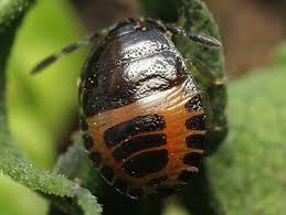 Attēlu rezultāti vaicājumam “Adomerus biguttatus”