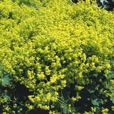 Attēlu rezultāti vaicājumam “Alchemilla subcrenata  flower”