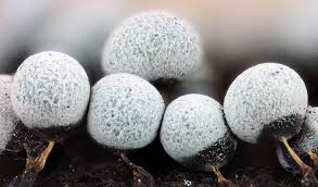 Attēlu rezultāti vaicājumam “Badhamia melanospora spores”