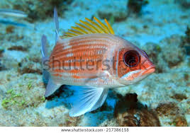 Image result for Holocentrus adscensionis