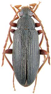 Attēlu rezultāti vaicājumam “Alleculidae”