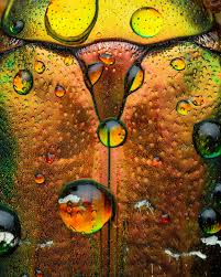 Attēlu rezultāti vaicājumam “Cetonia aurata imago”