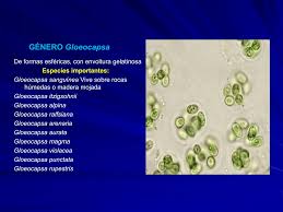 Attēlu rezultāti vaicājumam “Gloeocapsa rupestris”