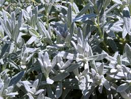Attēlu rezultāti vaicājumam “Cerastium tomentosum leaf”