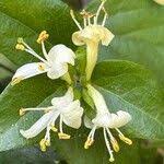 Attēlu rezultāti vaicājumam “Lonicera ferdinandii”