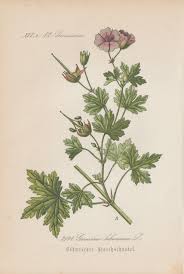 Attēlu rezultāti vaicājumam “Geranium bohemicum”
