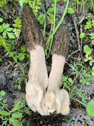 Attēlu rezultāti vaicājumam “Neocudoniella albiceps”