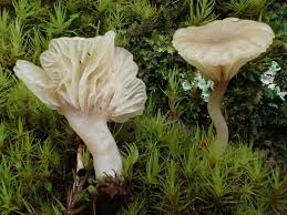 Attēlu rezultāti vaicājumam “Lichenomphalia umbellifera”