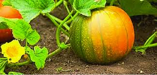 Attēlu rezultāti vaicājumam “Cucurbita pepo leaf”