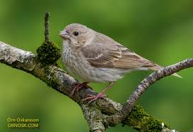 Attēlu rezultāti vaicājumam “Carpodacus erythrinus adult”