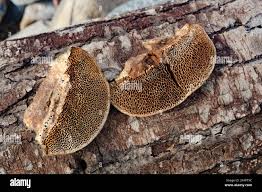 Attēlu rezultāti vaicājumam “Coriolopsis trogii”