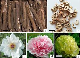 Attēlu rezultāti vaicājumam “Paeoniaceae”