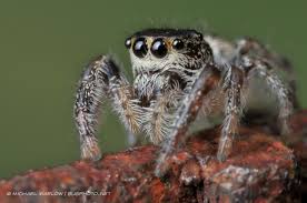 Attēlu rezultāti vaicājumam “Salticidae”