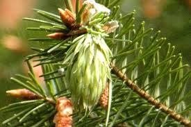 Attēlu rezultāti vaicājumam “Pseudotsuga menziesii flower”