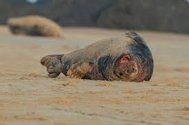 Image result for Halichoerus grypus