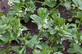 Attēlu rezultāti vaicājumam “Vicia faba”