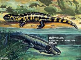 Attēlu rezultāti vaicājumam “Diderma tigrinum young”