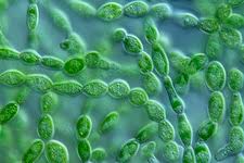 Attēlu rezultāti vaicājumam “Batrachospermum moniliforme”