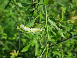 Attēlu rezultāti vaicājumam “Diloba caeruleocephala”
