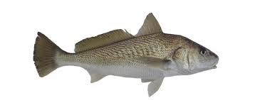 Image result for Menticirrhus littoralis