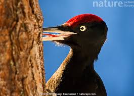 Attēlu rezultāti vaicājumam “Dryocopus martius”