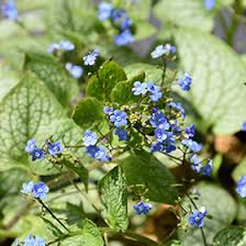 Attēlu rezultāti vaicājumam “Brunnera macrophylla”