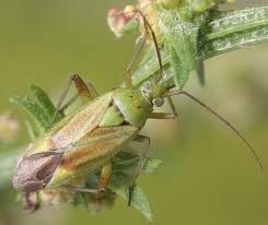 Attēlu rezultāti vaicājumam “Closterotomus biclavatus”
