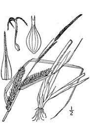 Attēlu rezultāti vaicājumam “Carex rostrata”