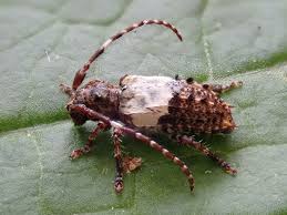 Attēlu rezultāti vaicājumam “Pogonocherus hispidulus”