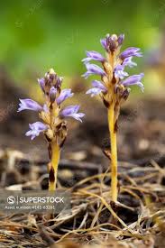Attēlu rezultāti vaicājumam “Orobanche coerulescens”