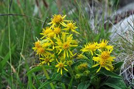 Attēlu rezultāti vaicājumam “Solidago virgaurea”