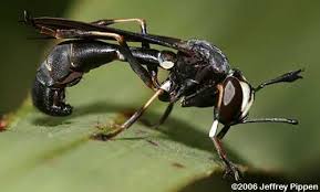 Attēlu rezultāti vaicājumam “Conopidae”